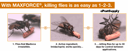 fly bait to kill flies
