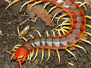 Centipede Bug