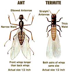 winged termites identification