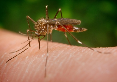 Aedes Japonicus Mosquito