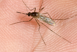 Culex Tarsalis Mosquito