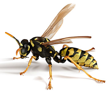 Paper Wasps - How To Kill and Get Rid of Paper Wasps