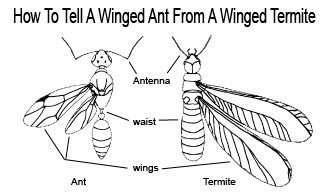 winged ant winged termite
