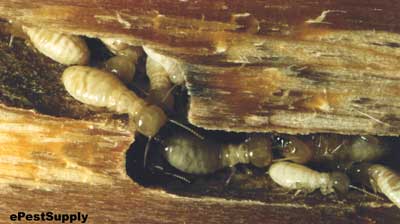 Termite Control Pages: